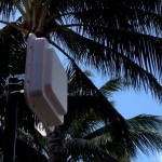 Honolulu_Palm_Trees_Pro16